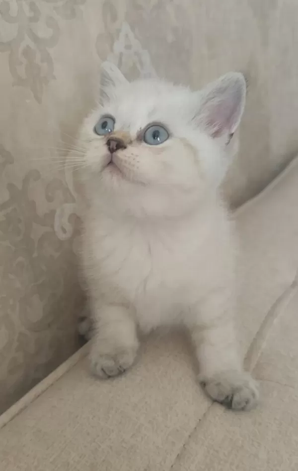 Güzeller Güzeli Bir Bebek Kedimiz