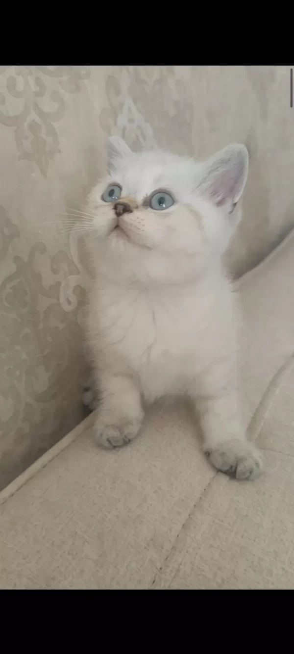 Güzeller Güzeli Bir Bebek Kedimiz