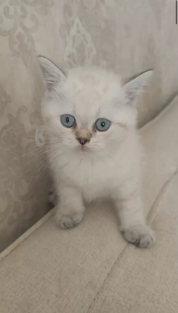 Güzeller Güzeli Bir Bebek Kedimiz
