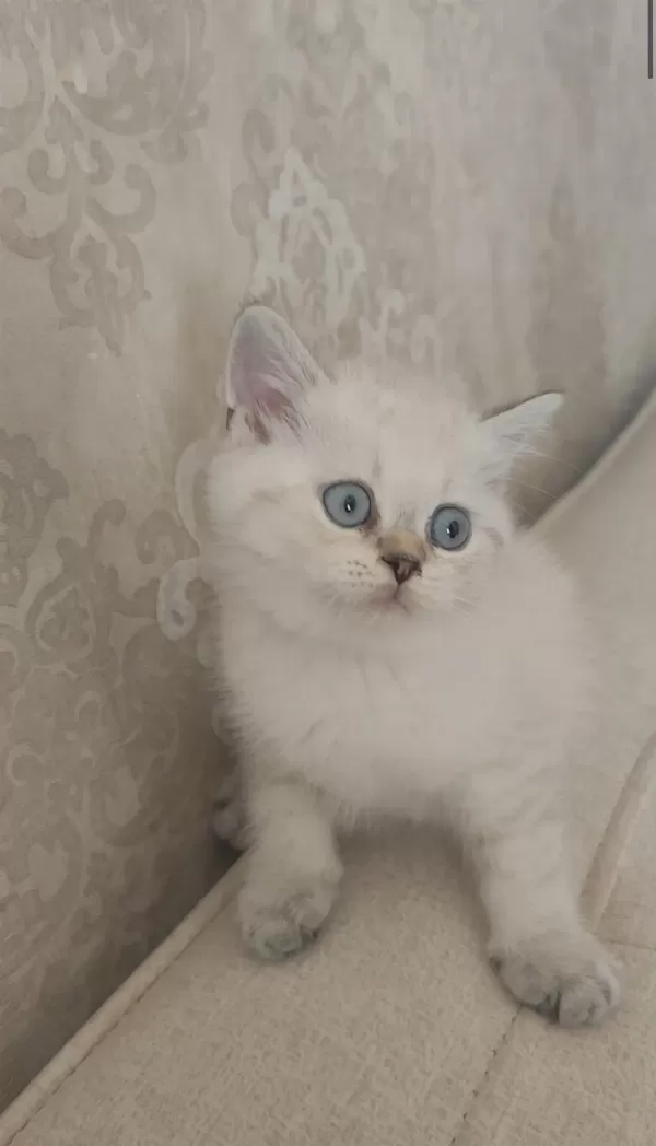 Güzeller Güzeli Bir Bebek Kedimiz