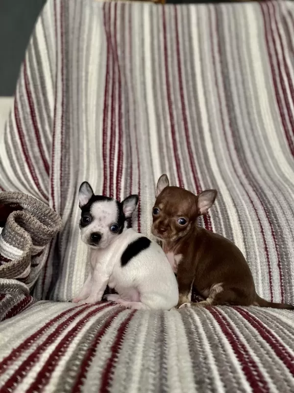 Kilo Garantili Teacup Chihuahua Yavrulari