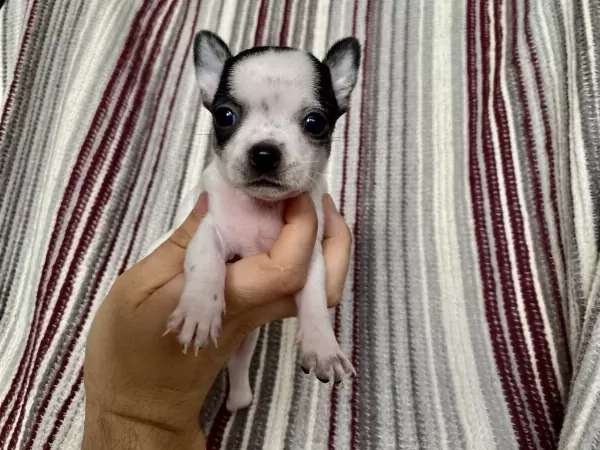Kilo Garantili Teacup Chihuahua Yavrulari