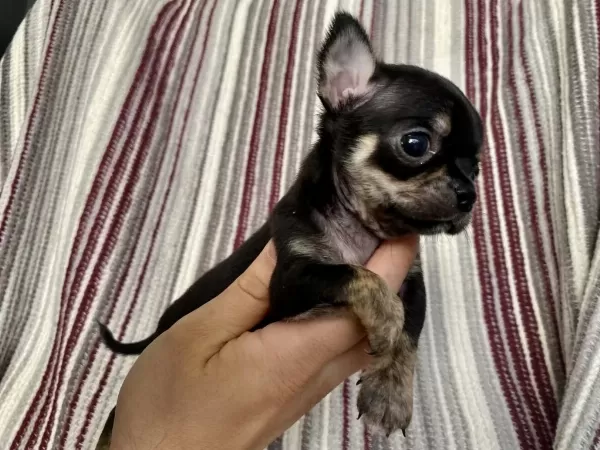 Kilo Garantili Teacup Chihuahua Yavrulari