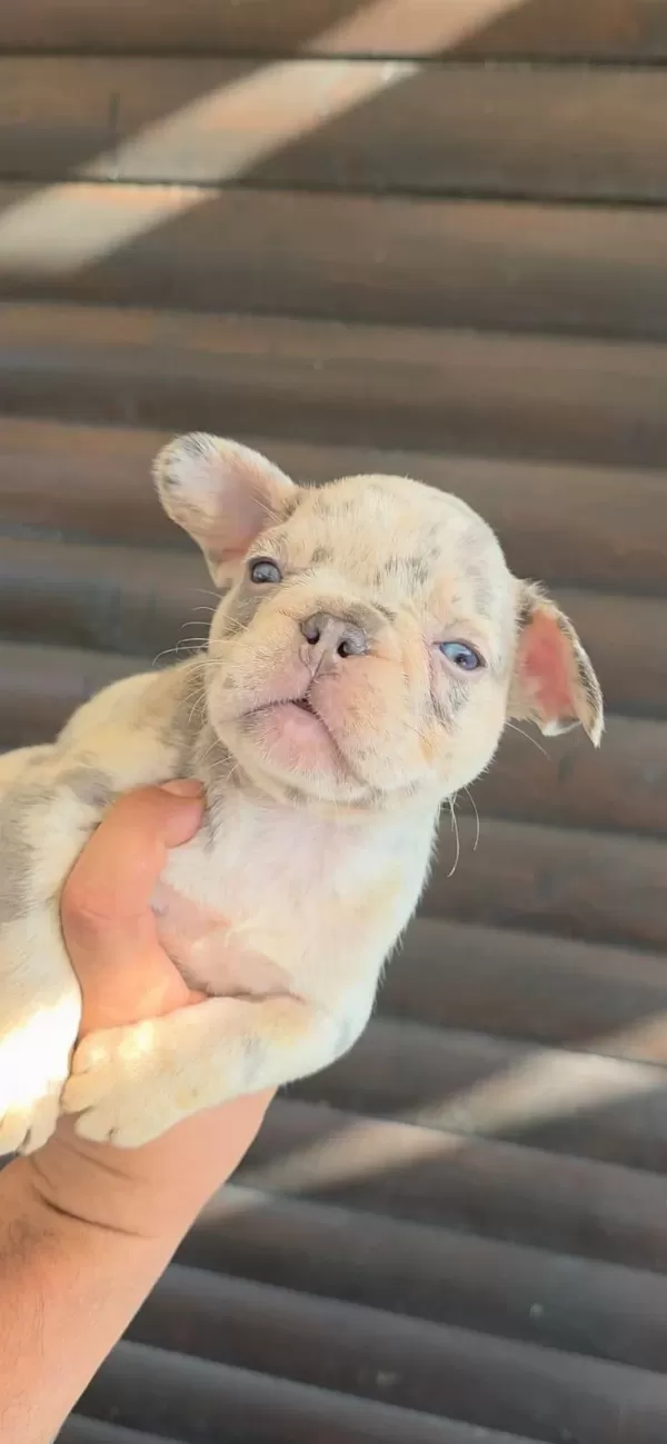French Bulldog Yavru 40 Günlük