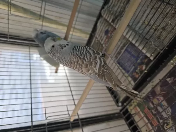 Jumbo Dişi Muhabbet Kuşu