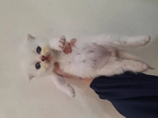 Scottish Fold Yavrumuz
