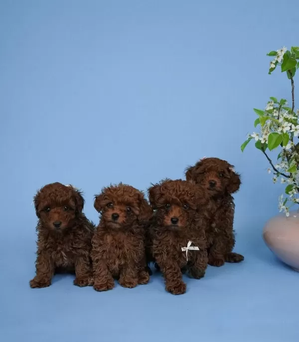 Toy Poodle Yavrulari