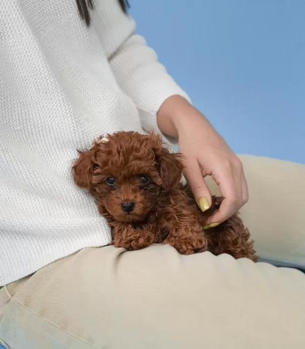 Toy Poodle Yavrulari