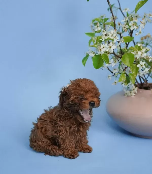 Toy Poodle Yavrulari