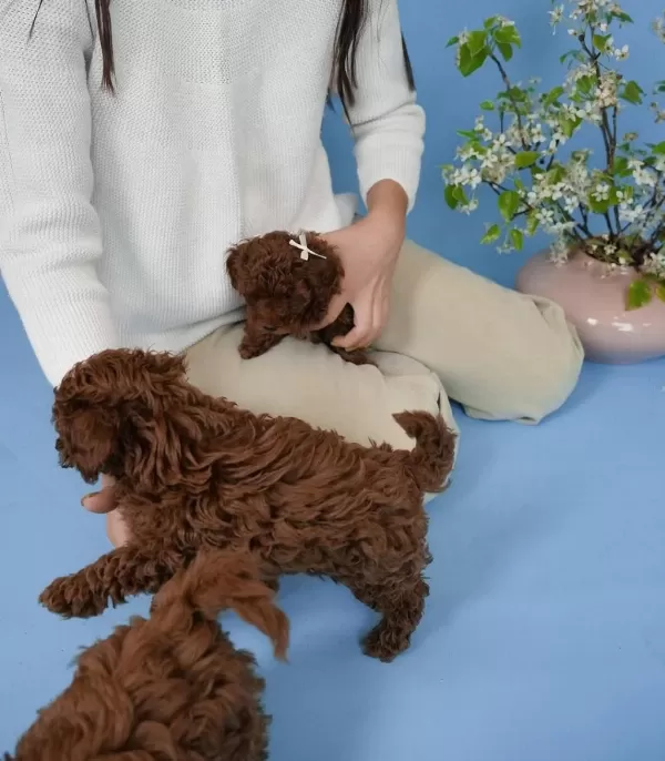Toy Poodle Yavrulari
