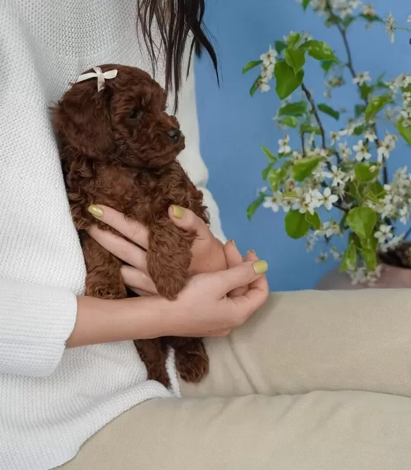 Toy Poodle Yavrulari