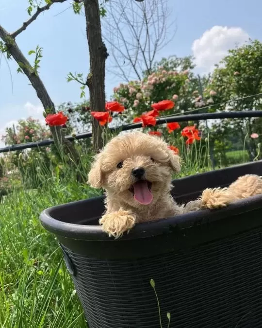 Dünya Tatlisi Maltipoo Yavrulari