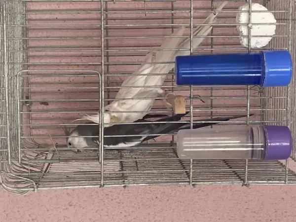 White Face Albino Çift Sultan Papağanı