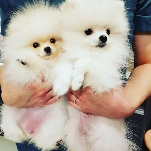 Pomeranian Boo Yavrulari