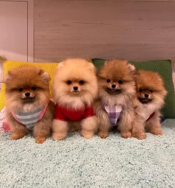 Pomeranian Boo Yavrulari