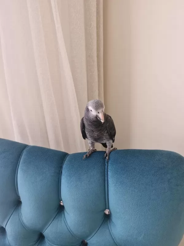 Full Evcil Oyuncul Üst Düzey Jako Papağanı