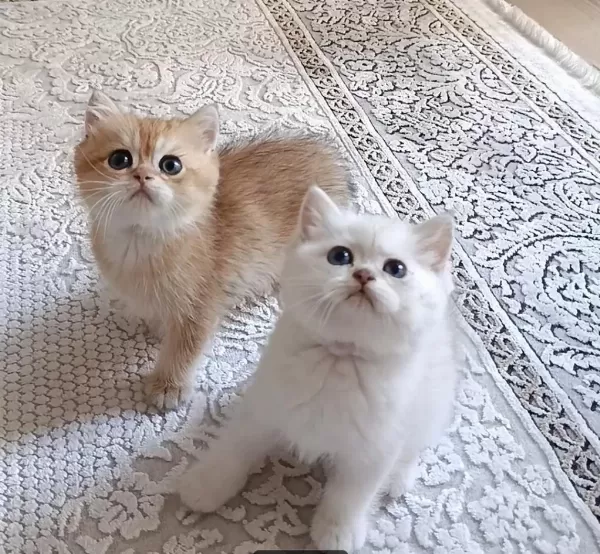 Safkan British Shorthair Yavrular