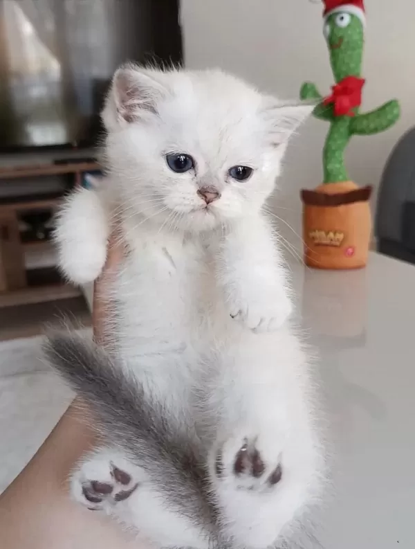 Safkan British Shorthair Yavrular