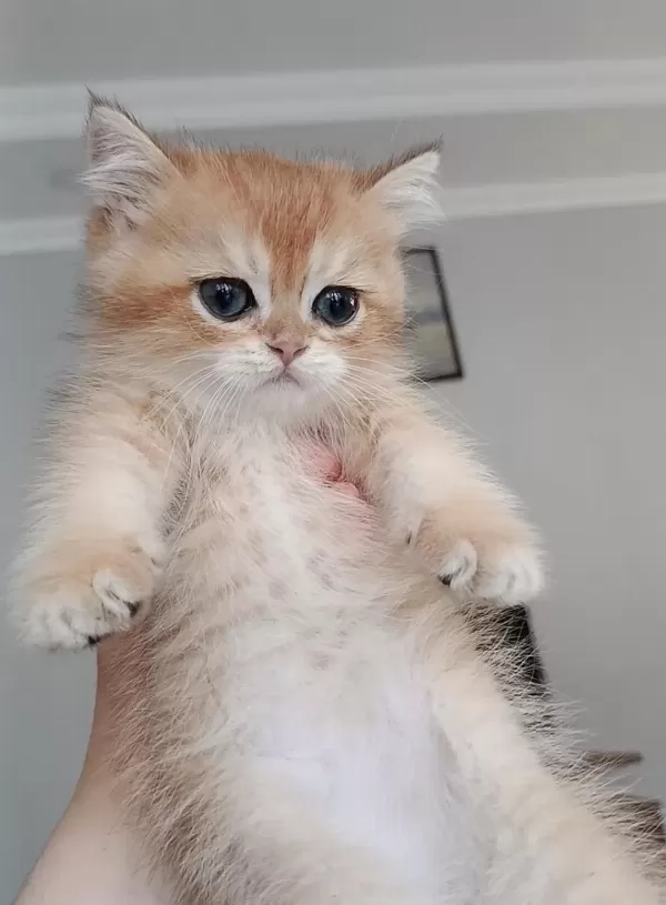 Safkan British Shorthair Yavrular