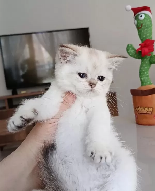 Safkan British Shorthair Yavrular
