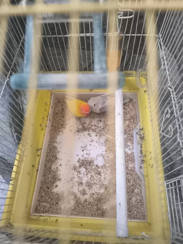 Harika Çift Sevda Papağanı