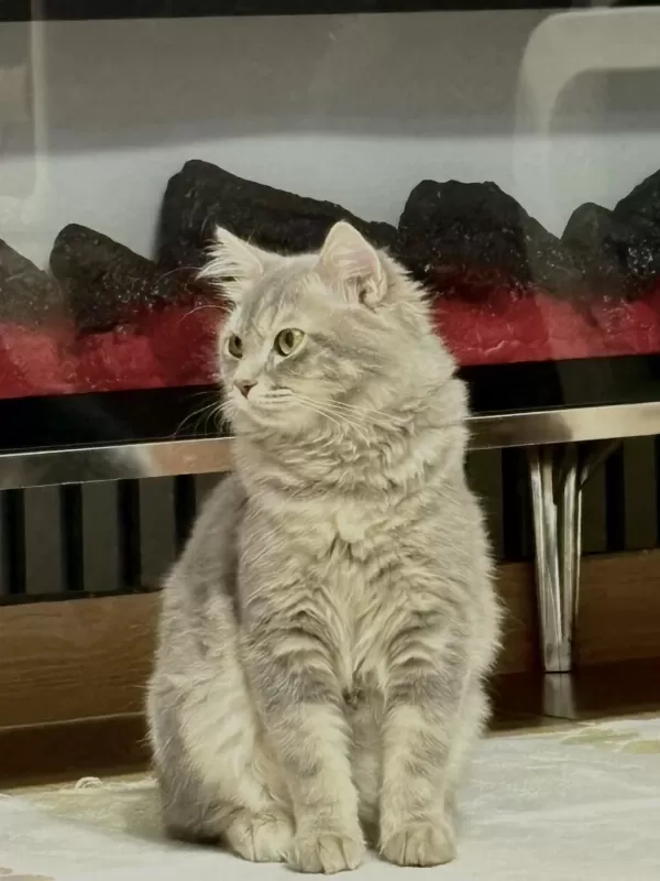 4 Aylık Sağlıklı Ve Uysal Kedimiz Sahiplendirilecektir