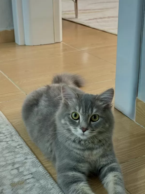 4 Aylık Sağlıklı Ve Uysal Kedimiz Sahiplendirilecektir