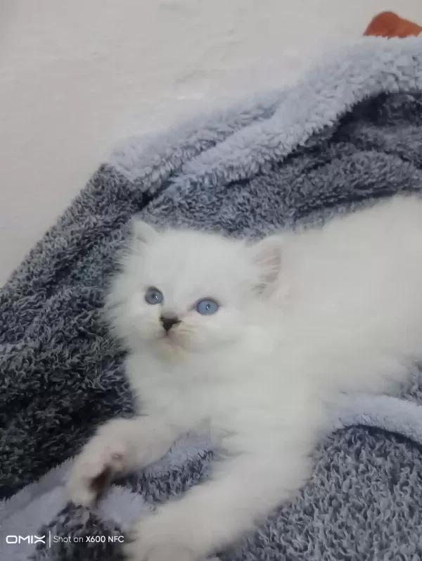 Kedimiz Sahibini Arıyor