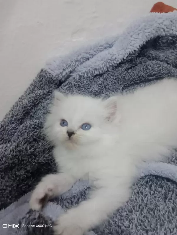 Kedimiz Sahibini Arıyor