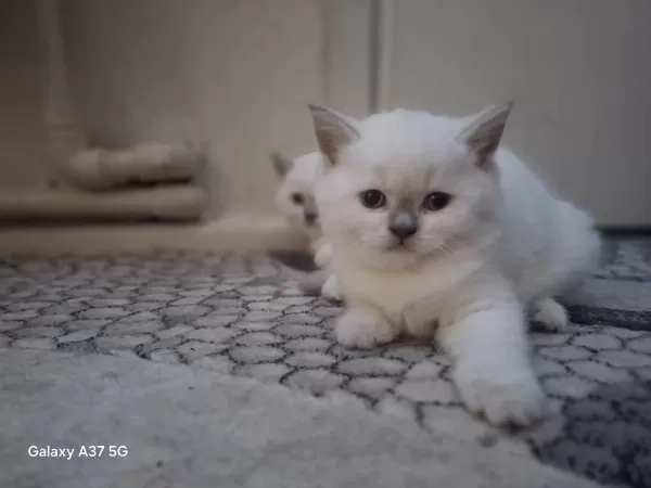 British Shorthair Bebeklerim
