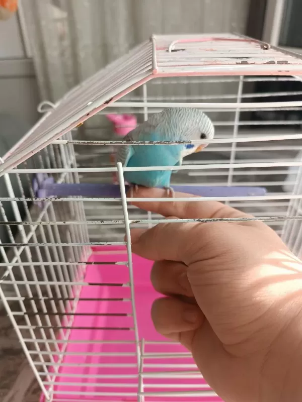 2 Aylık Erkek Yavru Muhabbet Kuşu