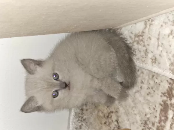 British Shorthair 1,5 Aylik Yavru