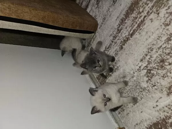 British Shorthair 1,5 Aylik Yavru