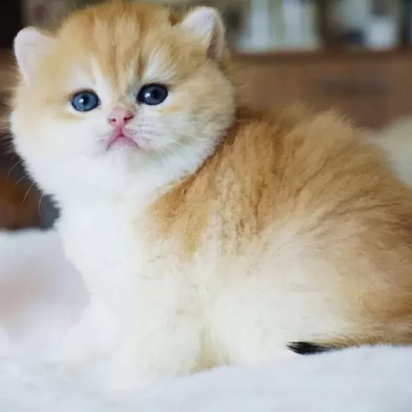 Pofuduk Sürat Golden British Shorthair