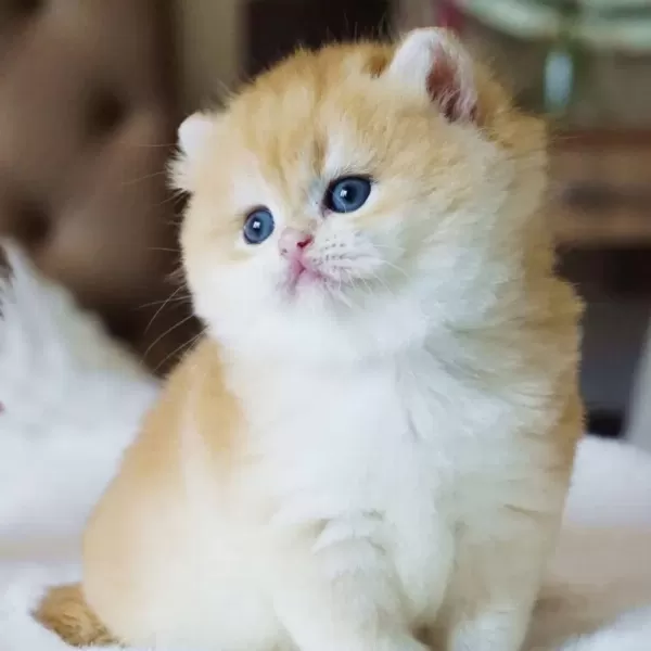 Pofuduk Sürat Golden British Shorthair