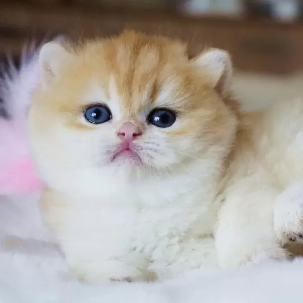 Pofuduk Sürat Golden British Shorthair