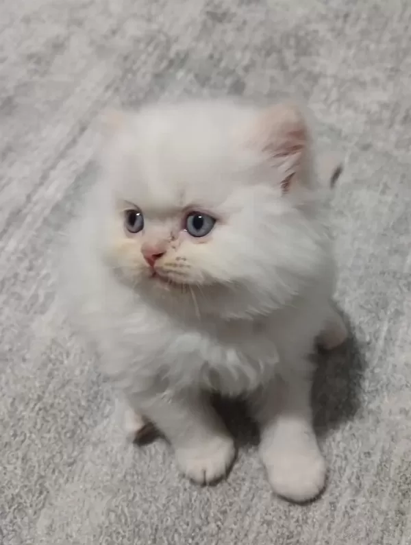 British Shorthair Yavruları