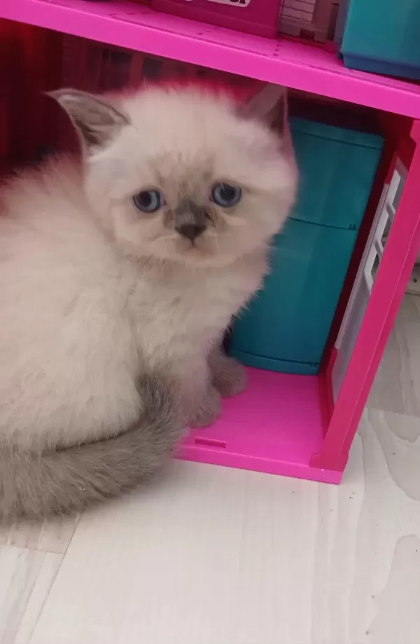 British Shorthair Yavruları