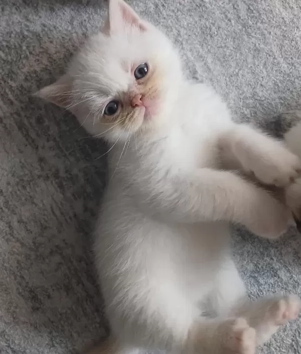 British Shorthair Yavruları