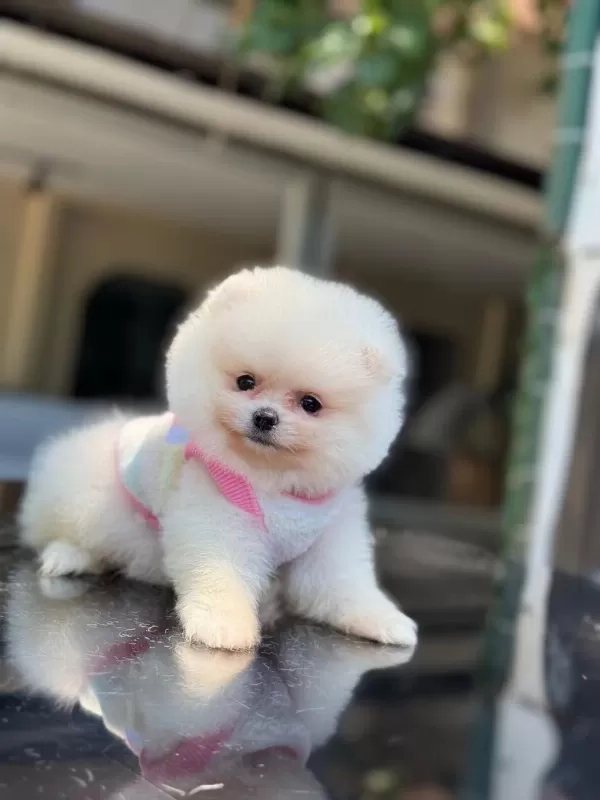 Pomeranian Boo Yavru