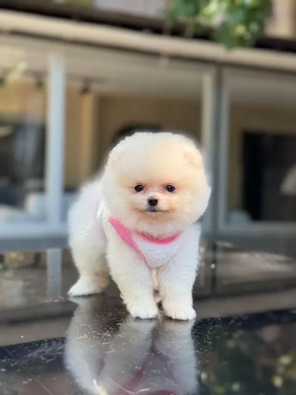 Pomeranian Boo Yavru