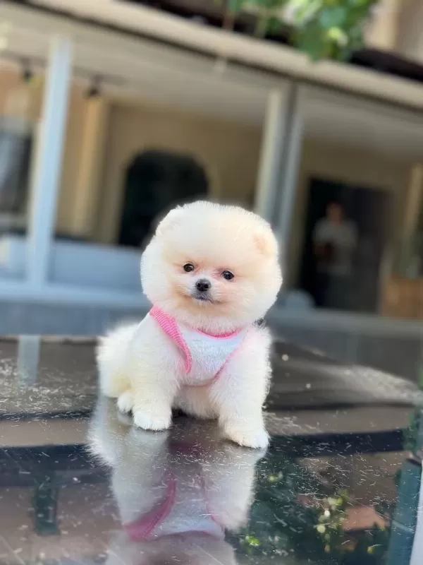 Pomeranian Boo Yavru