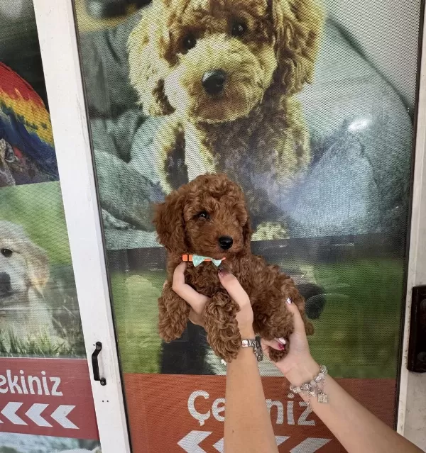 Kore Dişi Erkek Bakımlı Poodle Minnoşlarımız