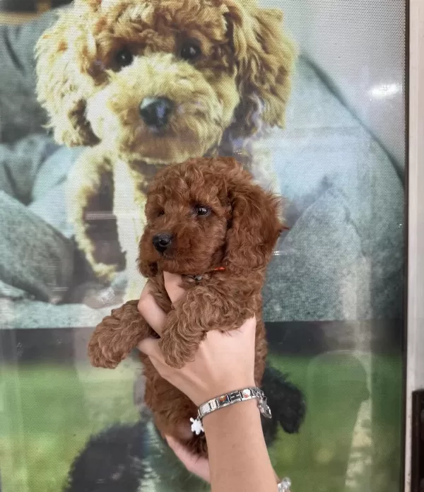 Kore Dişi Erkek Bakımlı Poodle Minnoşlarımız