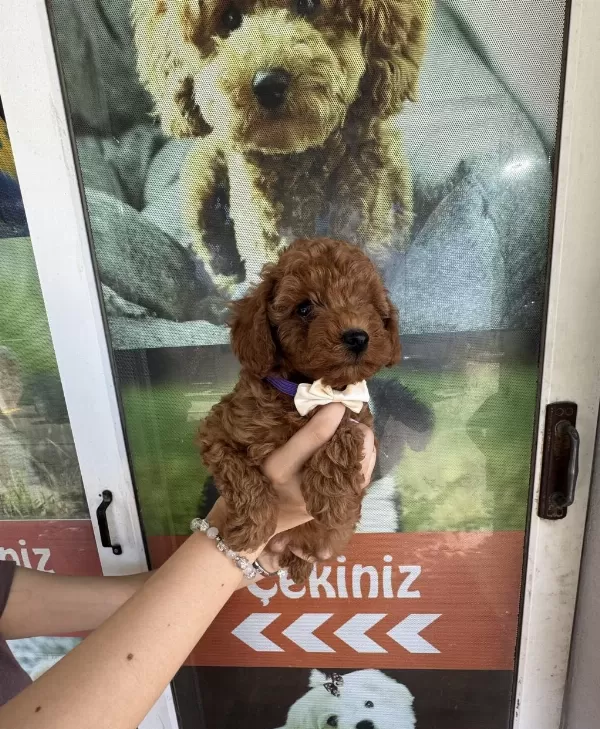 Kore Dişi Erkek Bakımlı Poodle Minnoşlarımız