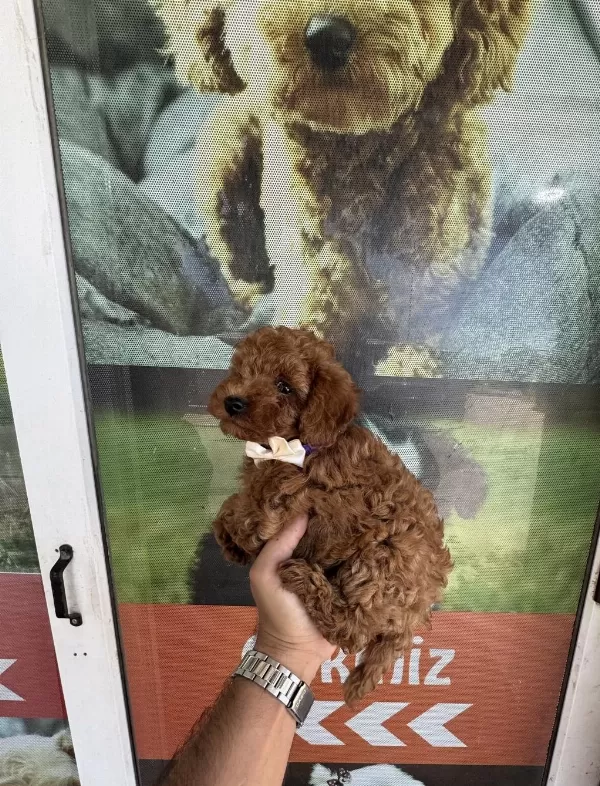 Kore Dişi Erkek Bakımlı Poodle Minnoşlarımız
