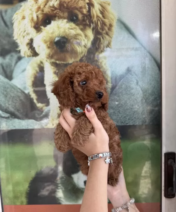 Kore Dişi Erkek Bakımlı Poodle Minnoşlarımız