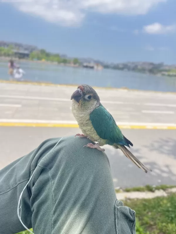 Full Evcil Turkuaz Konur 5 Aylık