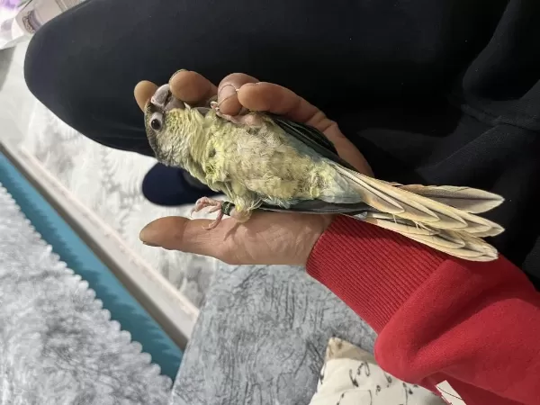 Full Evcil Turkuaz Konur 5 Aylık