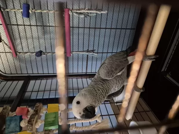 Harika Evlat Jako Papağanı